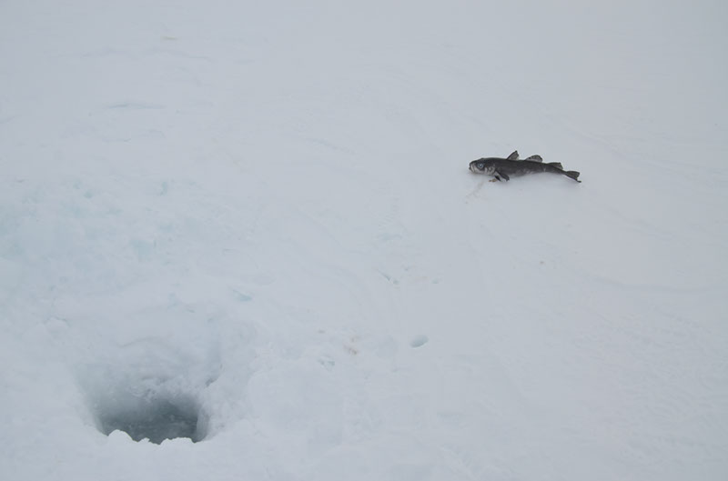 %_tempFileNameGRD_2377%